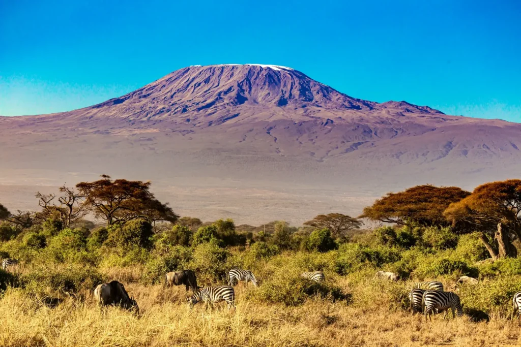 Zebras on Amboseli plains with Kilimanjaro behind
