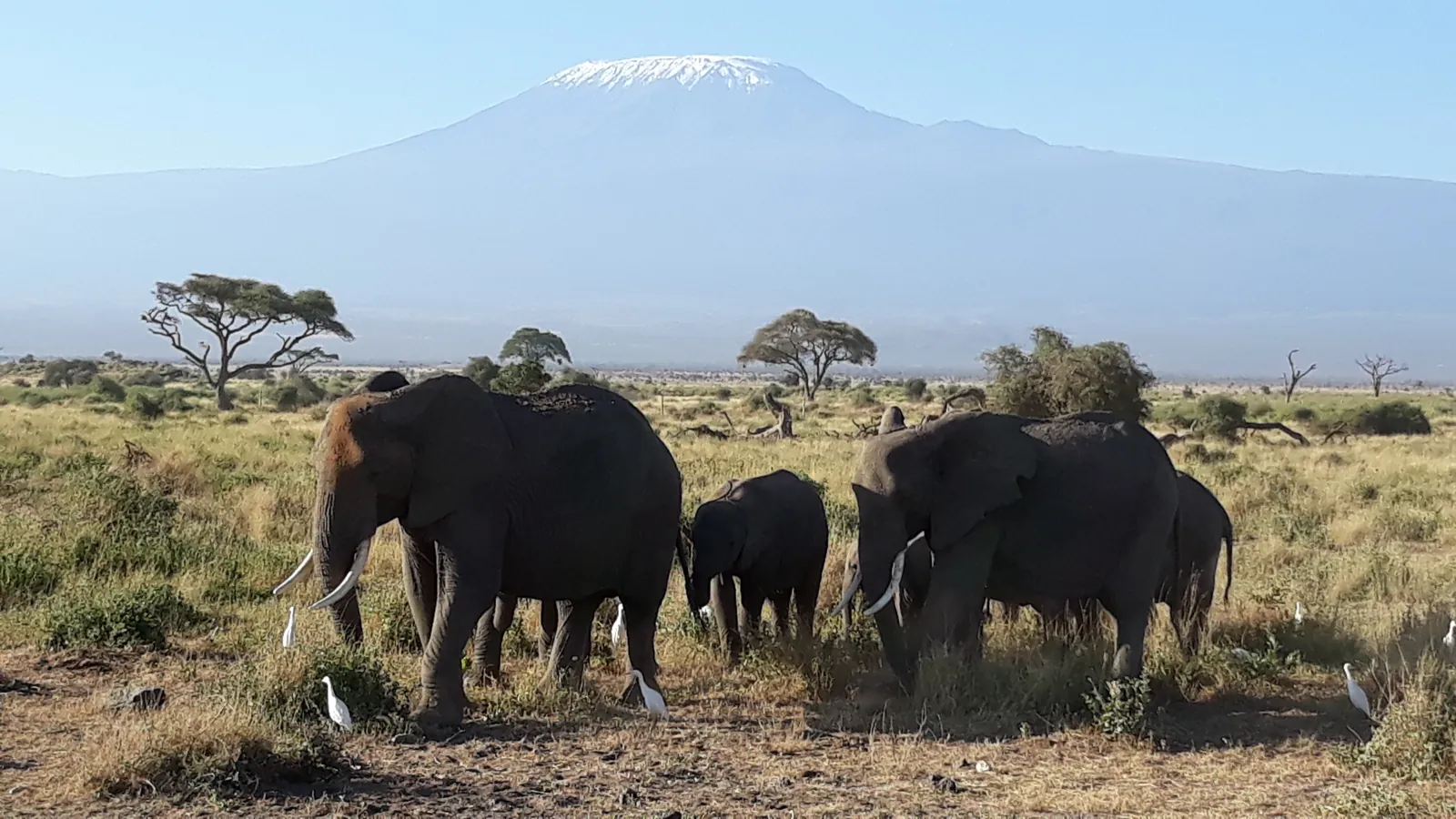 Elephants on the Amboseli plains with Mount Kilimanjaro behind them