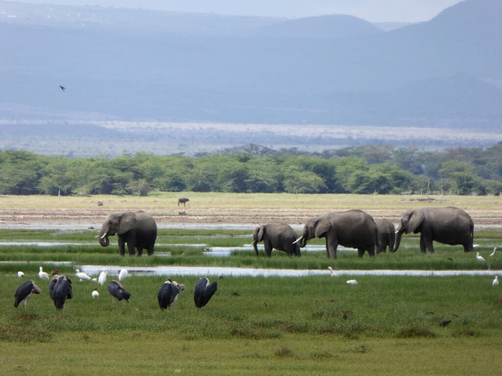 Elephants and waterbirds beside an Amboseli wetland