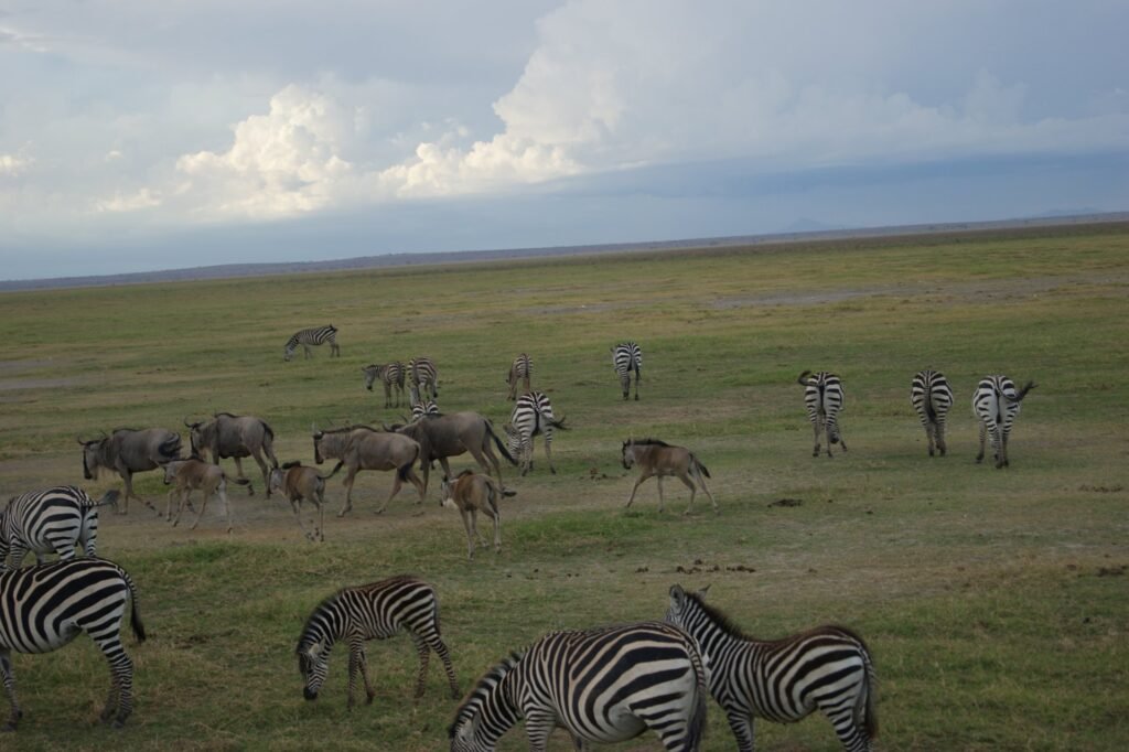Zebras and other plains animals in Amboseli National Park