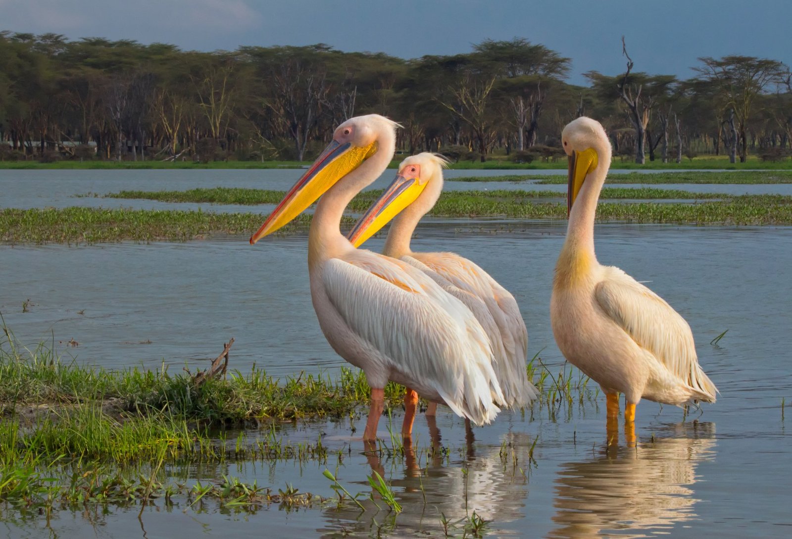 Great white pelicans beside Lake Naivasha