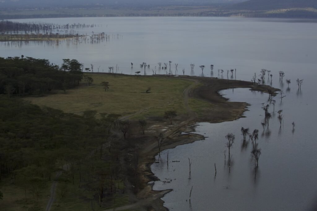 Lake Nakuru shoreline with standing dead trees