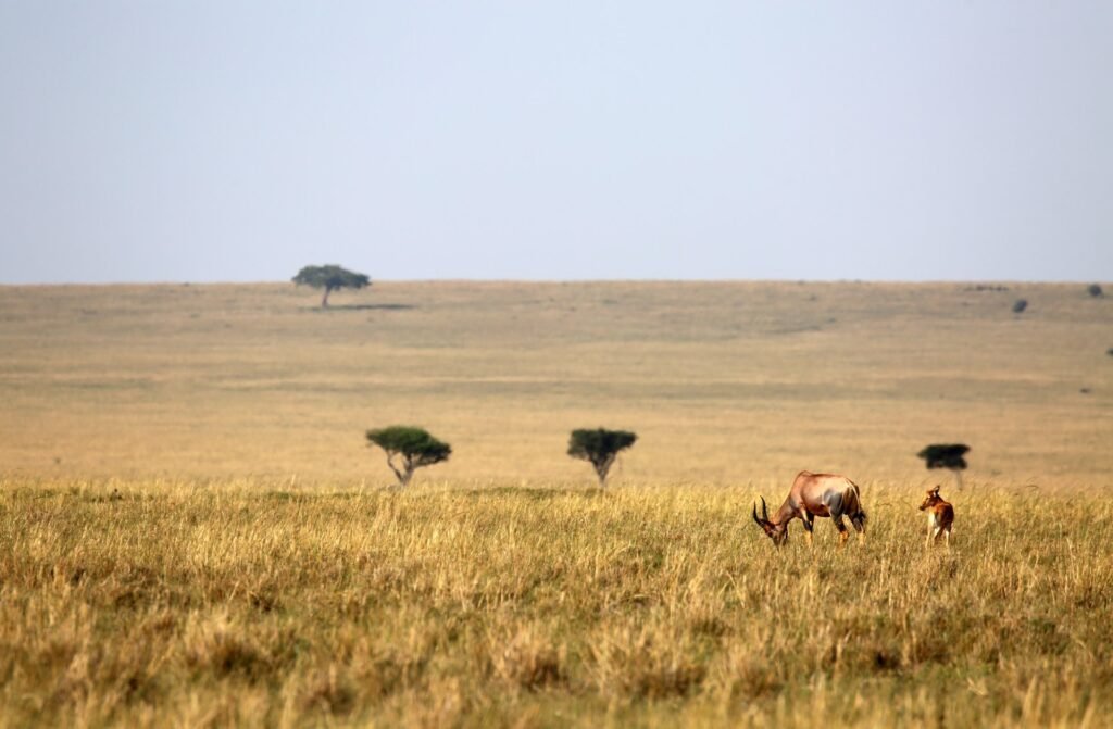 Open grassland in the Masai Mara