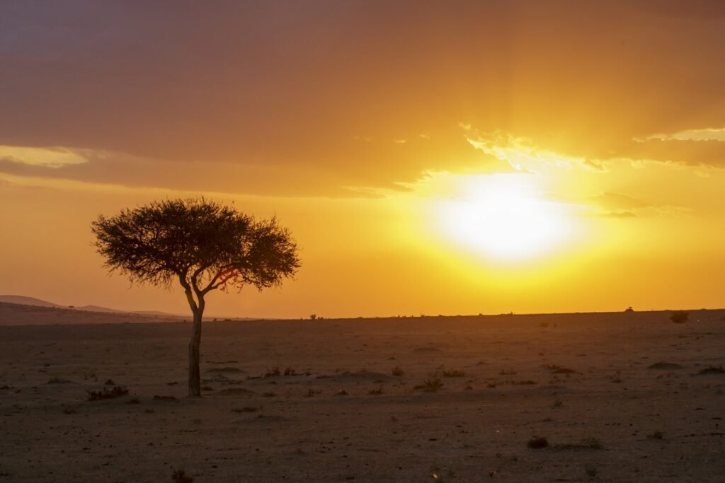 An acacia tree at sunset in Masai Mara National Reserve