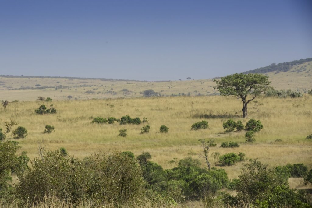 Rolling grassland and scattered trees in Masai Mara National Reserve