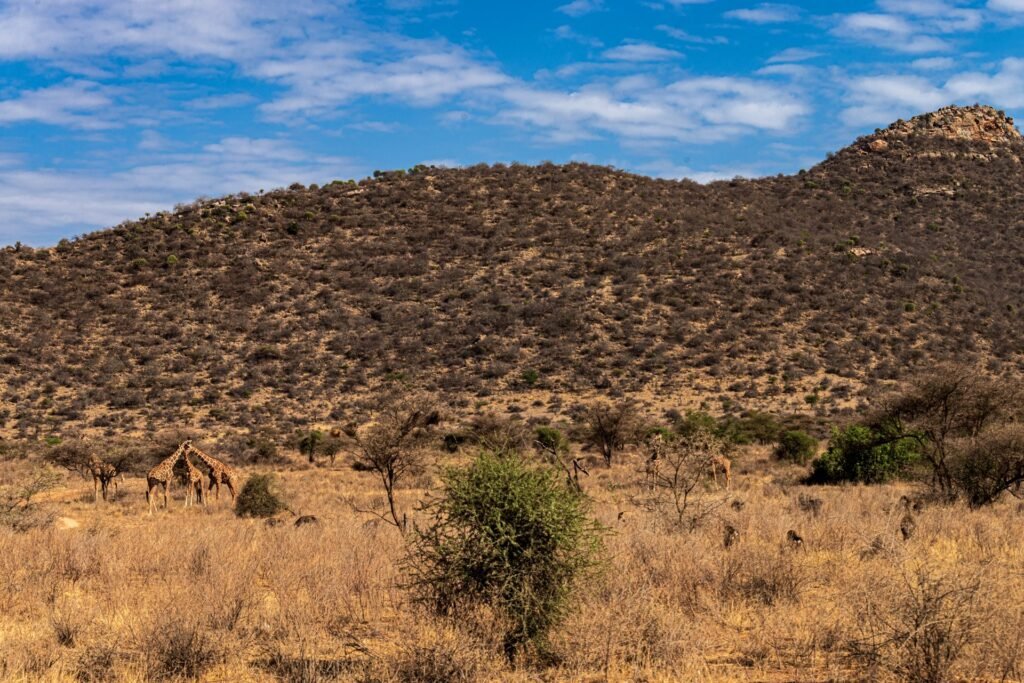 Rocky hills and scattered trees in Samburu National Reserve