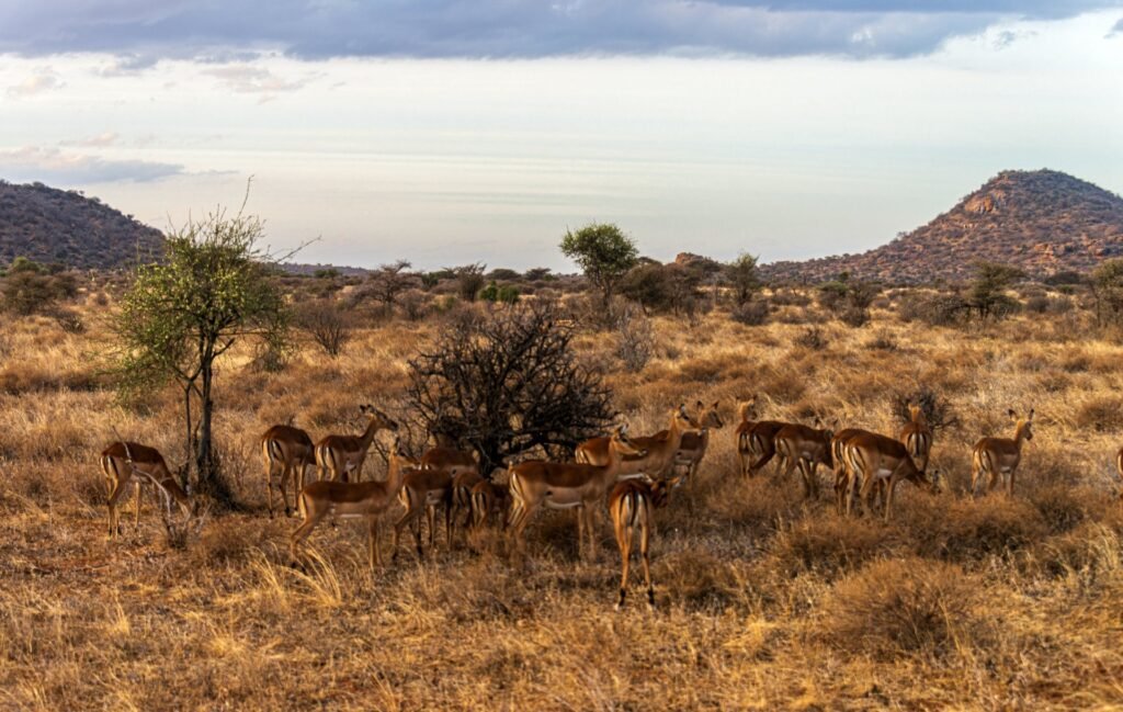 Impalas in the dry landscape of Samburu National Reserve