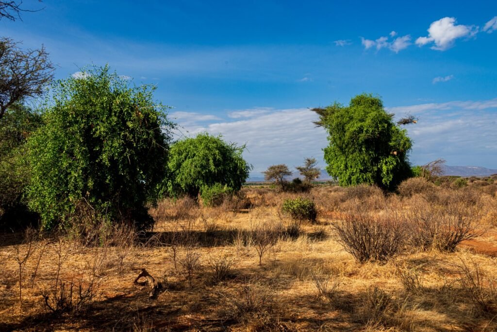 Trees and dry grassland in Samburu National Reserve