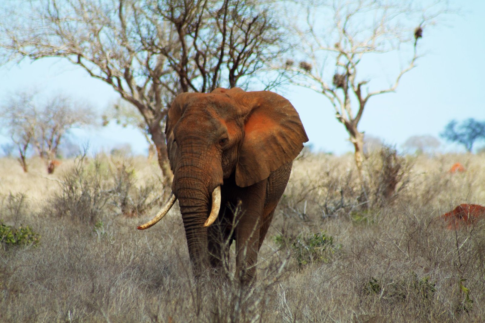 A red-dusted elephant in Tsavo East National Park