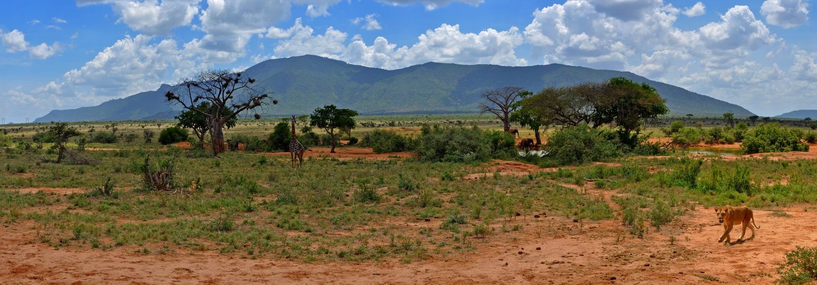 Open country and distant hills in Tsavo East National Park