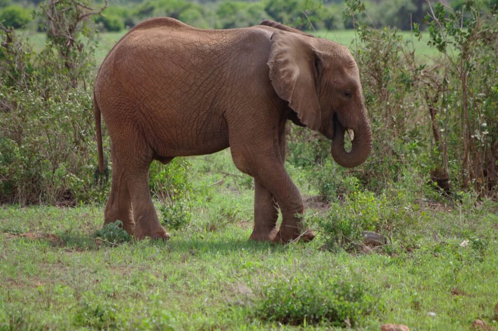A young elephant in Tsavo East National Park
